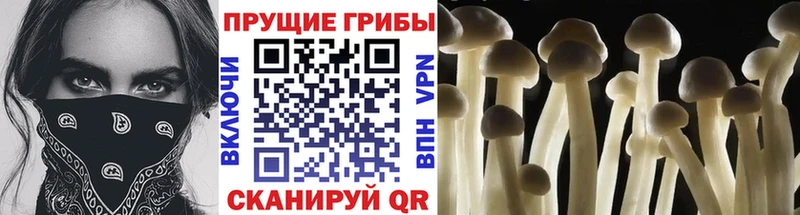 Псилоцибиновые грибы Cubensis  Мураши 